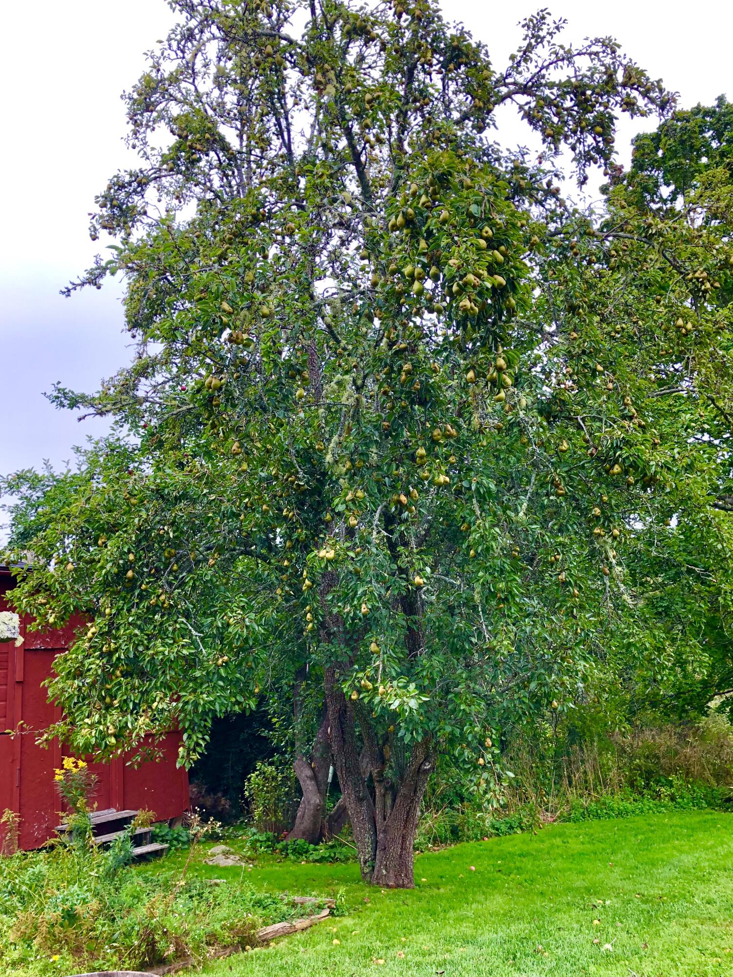 104 Bernard Road Bernard, ME 04612 - Photo 55 of 63 Large pear tree