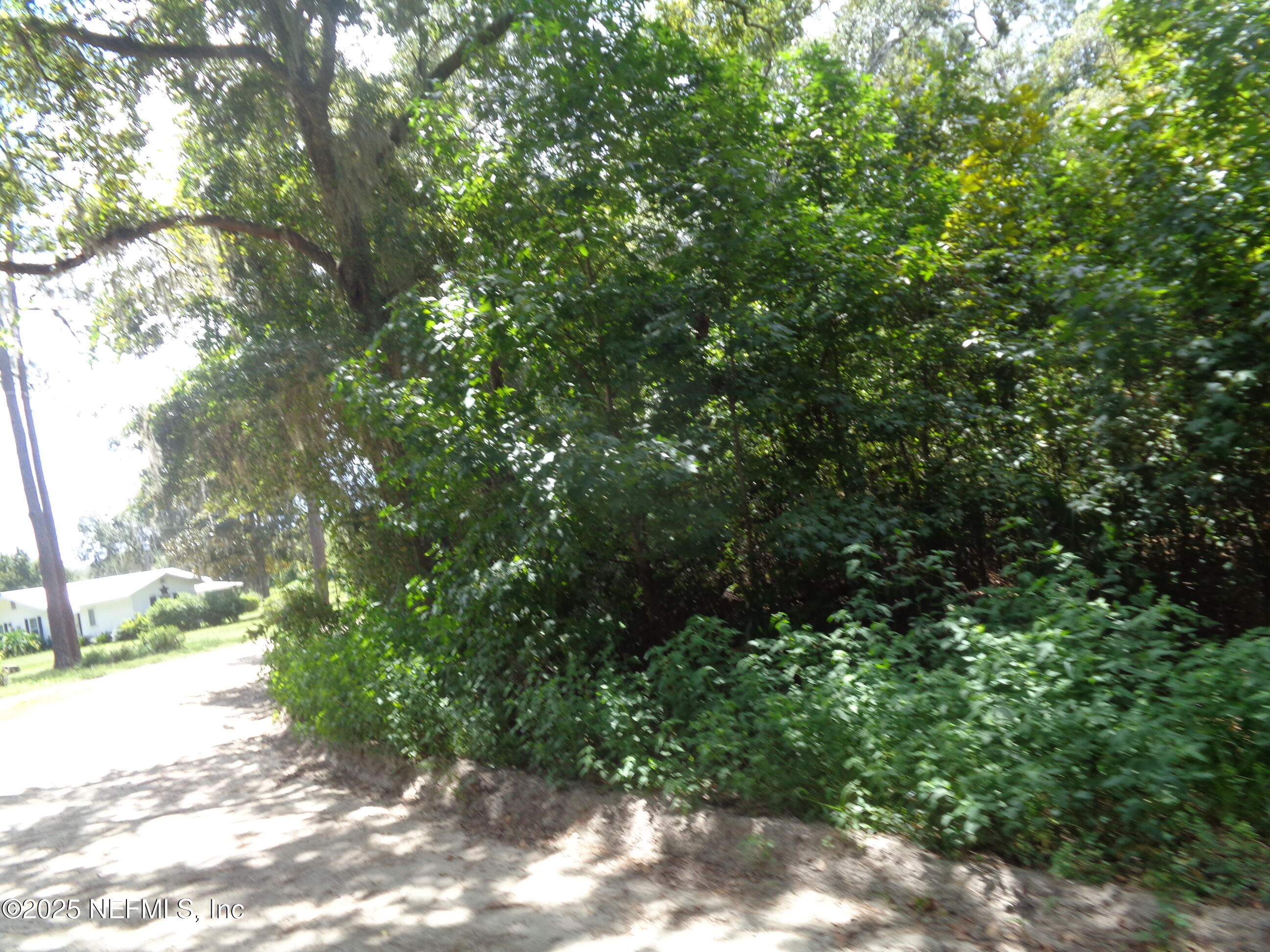 0 Lake Shore Interlachen, FL 32148 - Photo 7 of 11 a view of a forest with trees
