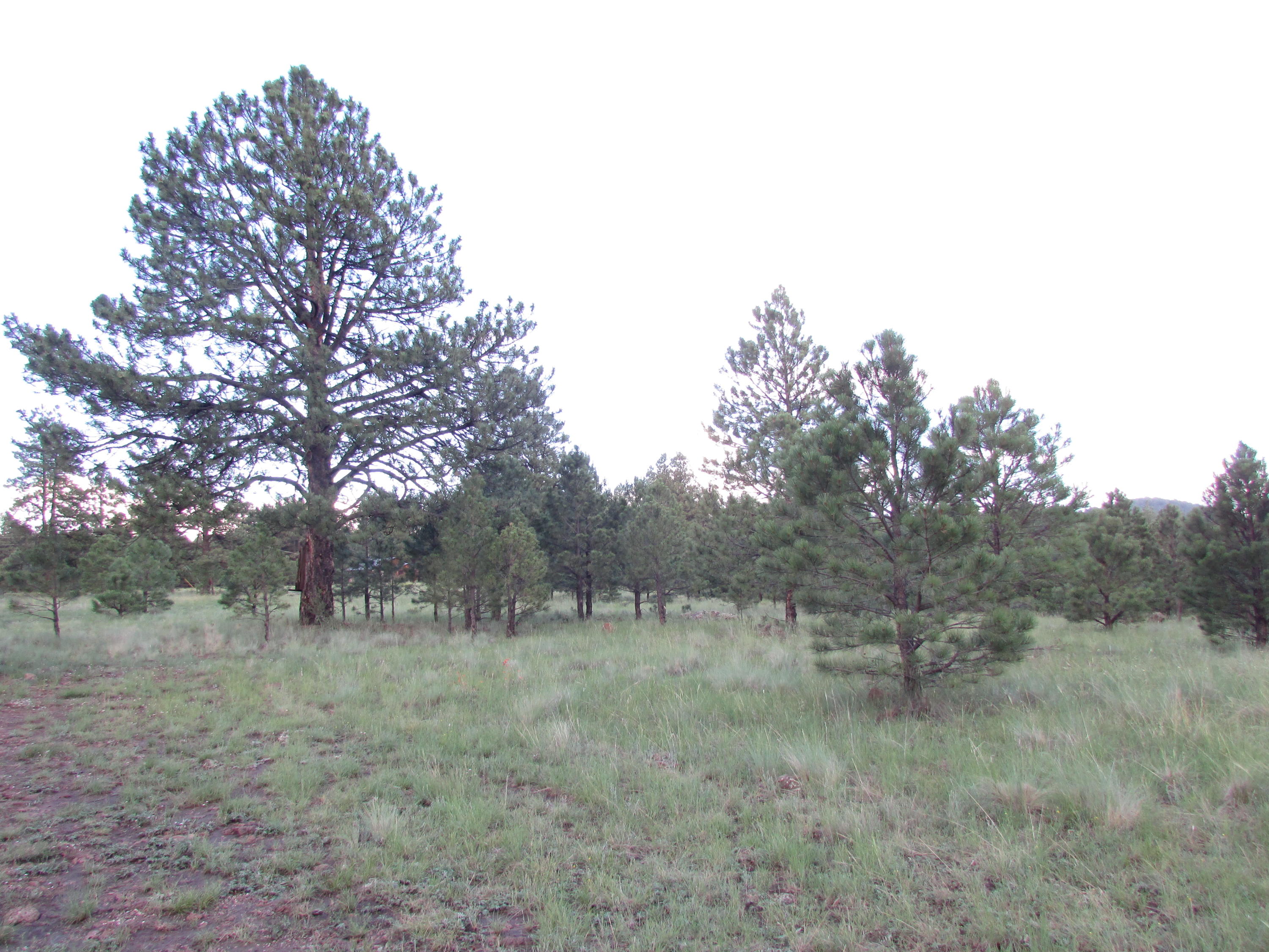 2426 Government Prairie Road Parks, AZ 86018 - Photo 1 of 10 Govt Prairie