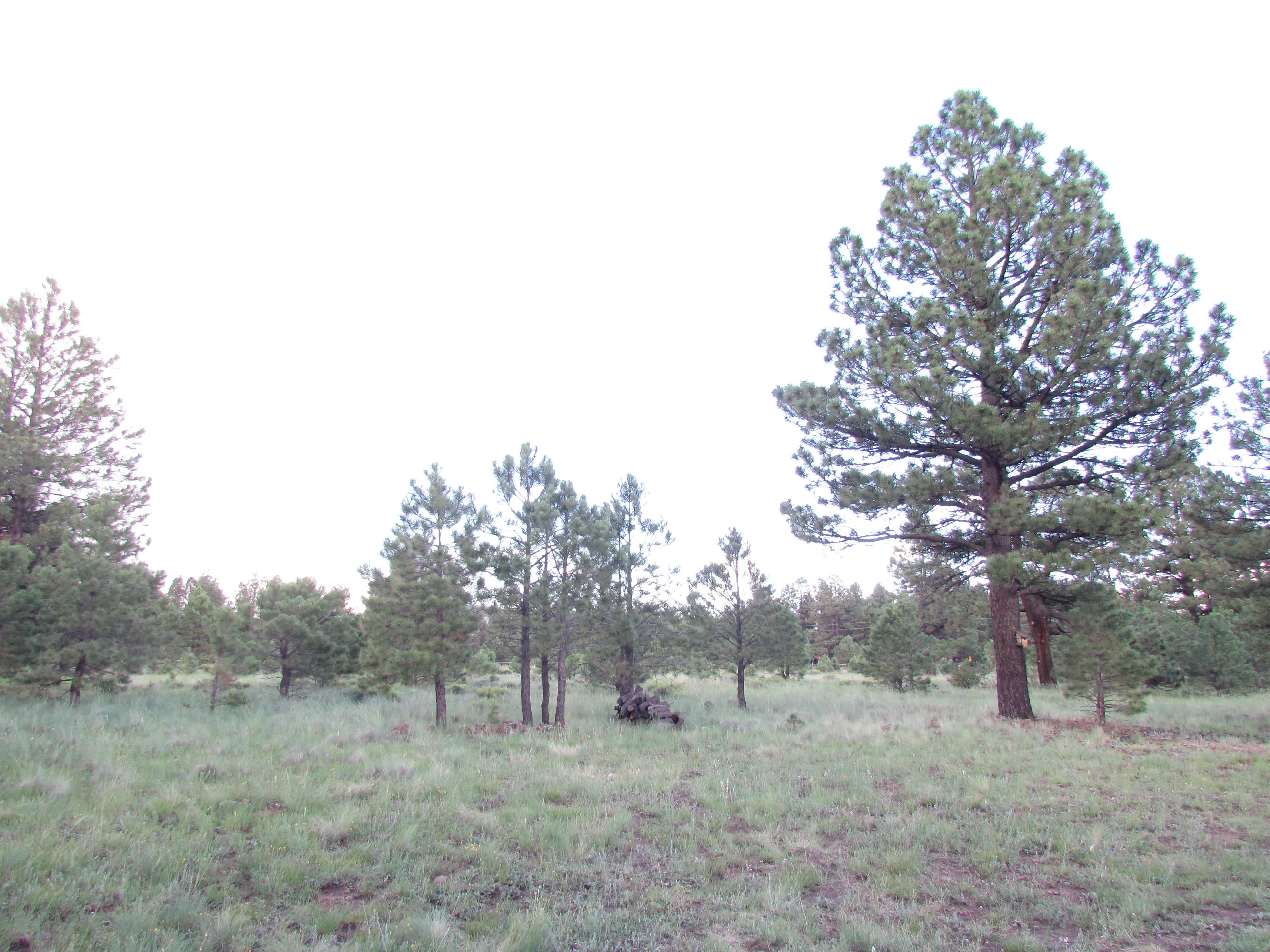 2426 Government Prairie Road Parks, AZ 86018 - Photo 4 of 10 2426 N Government Prairie 024