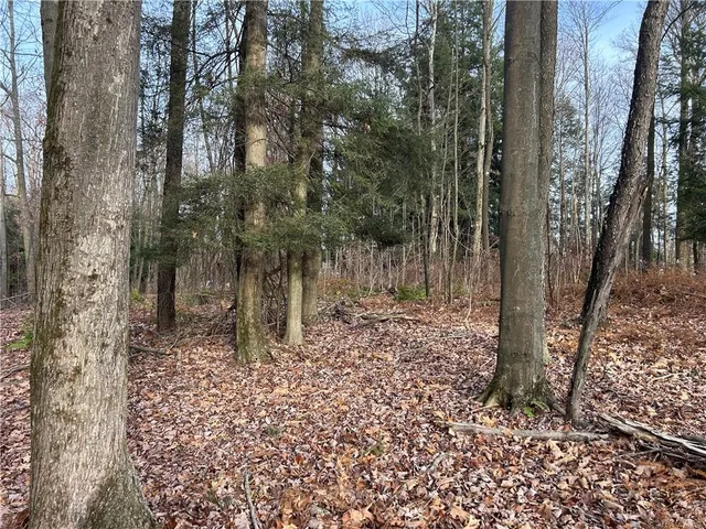 a view of a forest with lots of trees