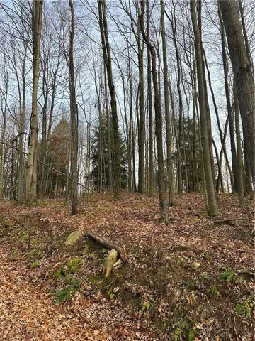 a view of a forest with trees in the background