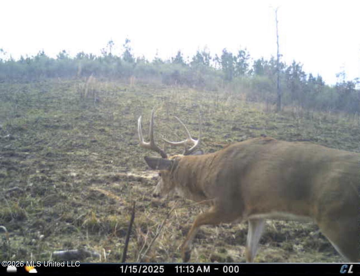 4102 Co Road Sallis, MS 39160 - Photo 27 of 35 4