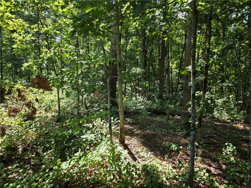 0 Lawson Federal Road Ball Ground, GA 30107 - Photo 16 of 28 a view of a forest with a tree