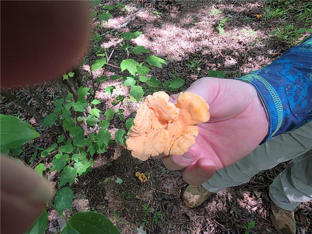 0 Lawson Federal Road Ball Ground, GA 30107 - Photo 22 of 28 a view of a backyard of a house