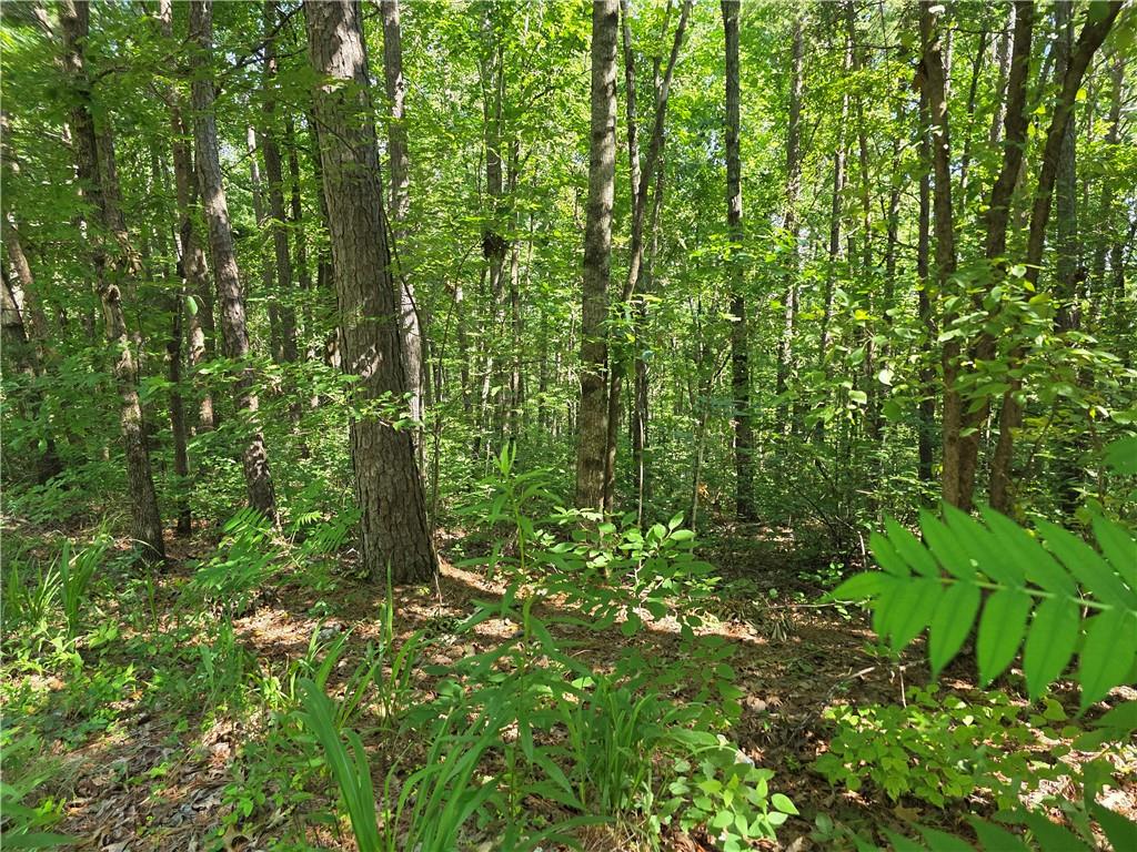 0 Lawson Federal Road Ball Ground, GA 30107 - Photo 5 of 28 a view of a lush green forest