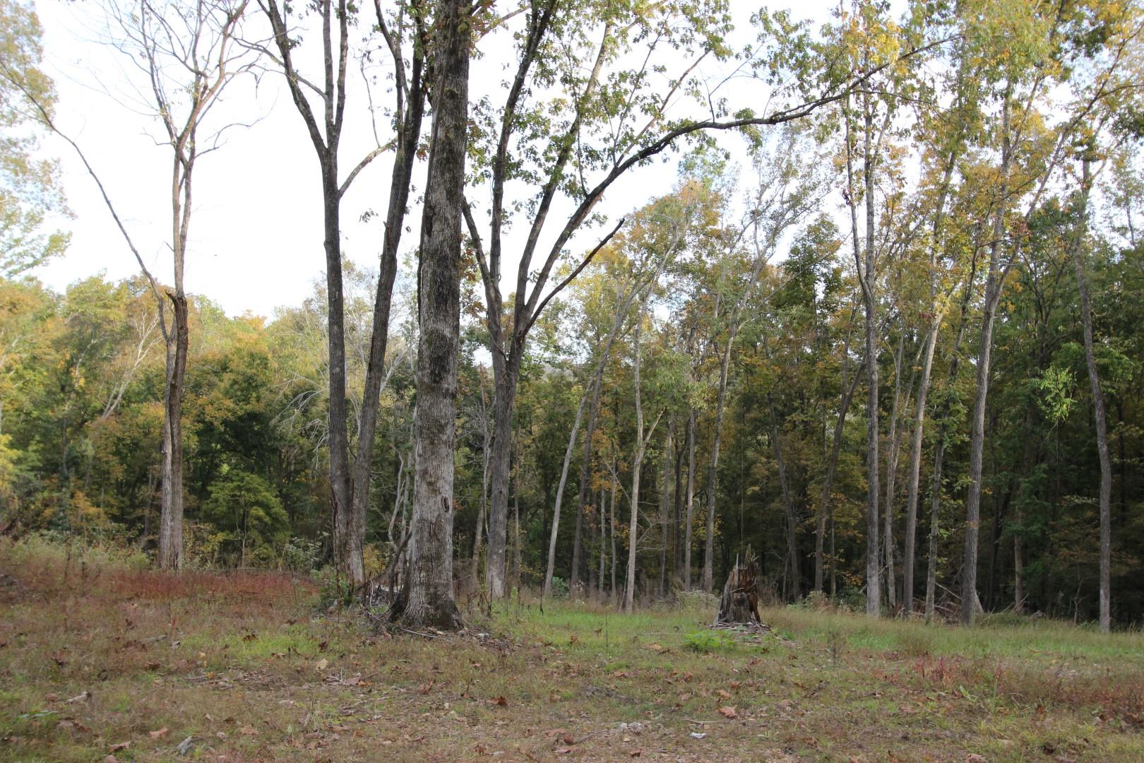182 River Road Dover, TN 37058 - Photo 6 of 30 Some timber was cut around the homesite area & the driveway across.