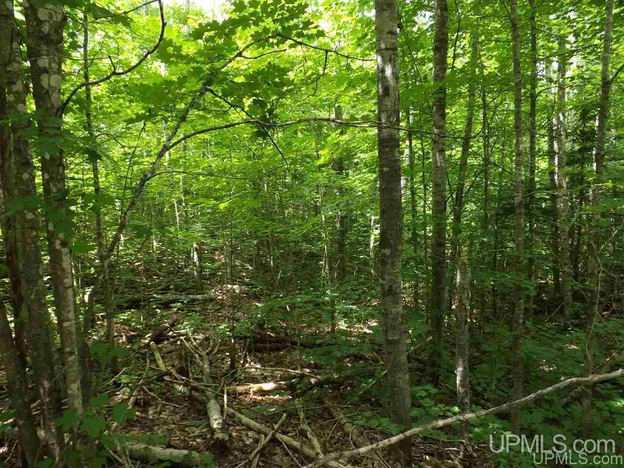 Tbd South Olson Lake Road Michigamme, MI 49861 - Photo 18 of 25