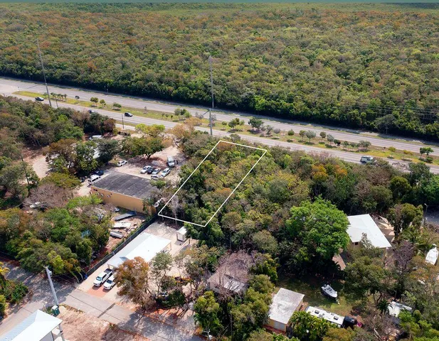 a view of a yard with plants and large trees