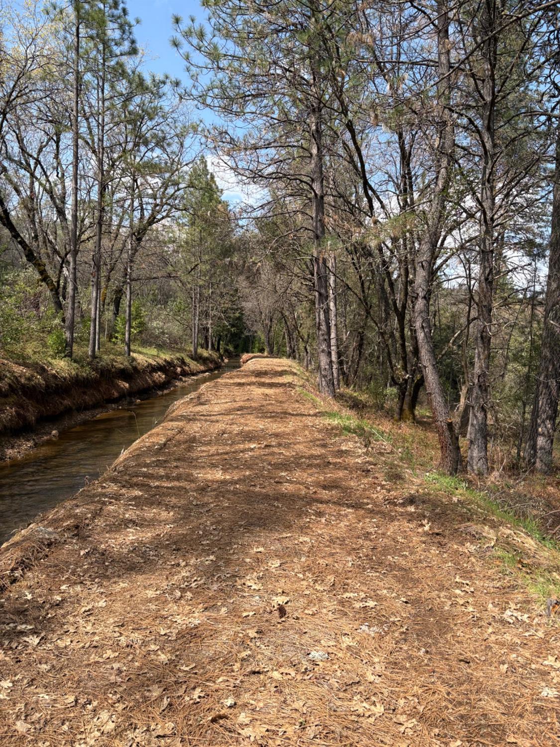 11006 Dawn Lane Grass Valley, CA 95949 - Photo 14 of 17 a view of empty space with large trees