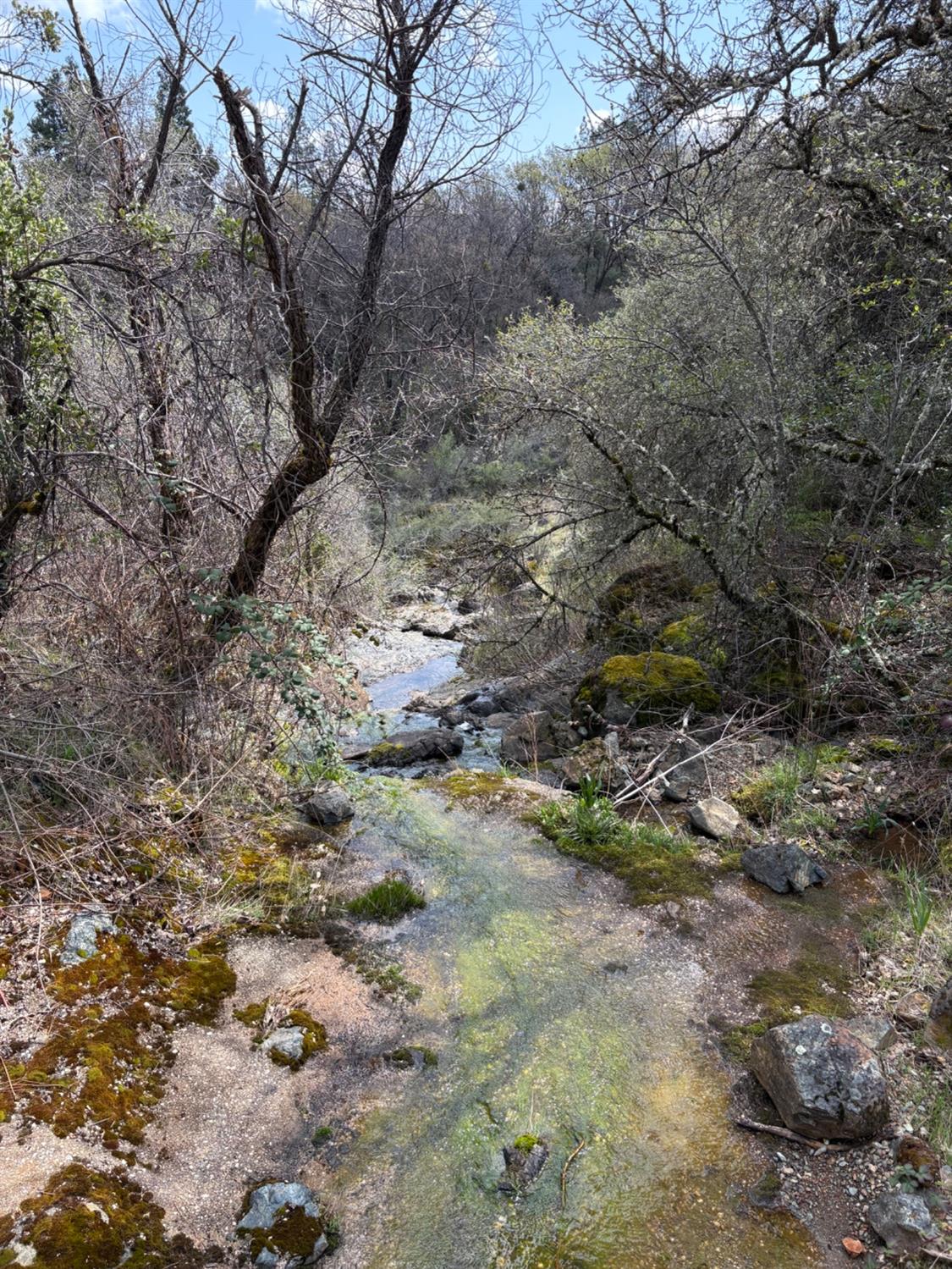 11006 Dawn Lane Grass Valley, CA 95949 - Photo 2 of 17 a view of a forest with a tree
