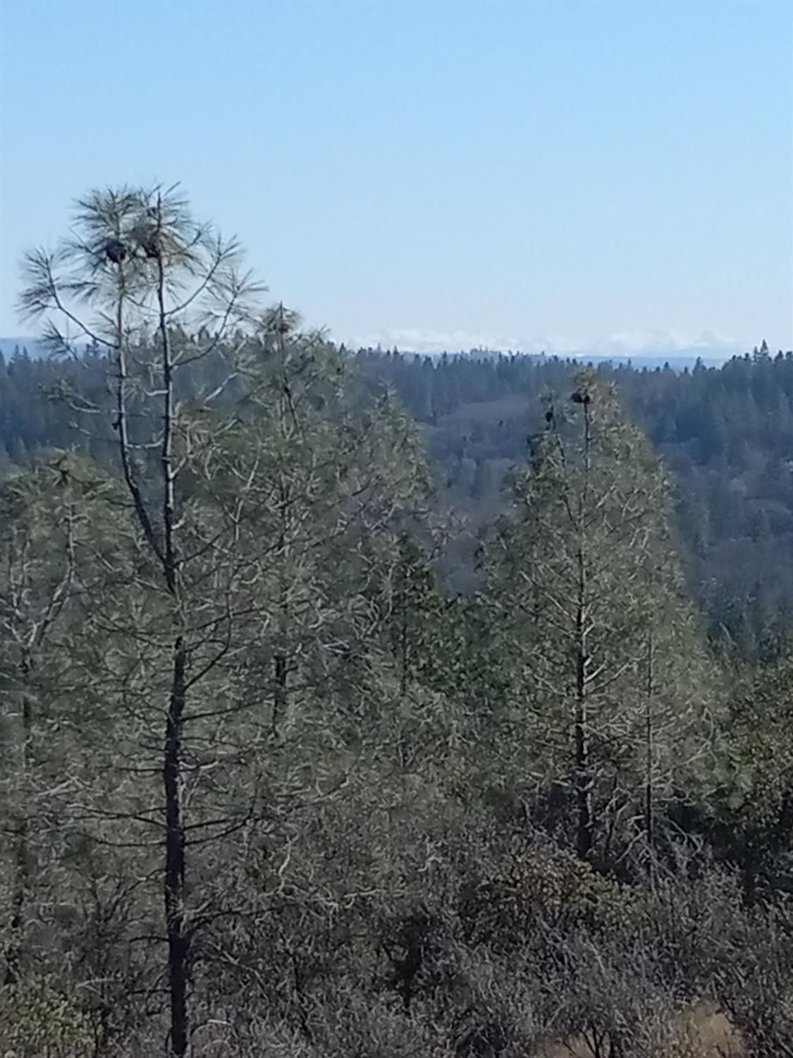 11006 Dawn Lane Grass Valley, CA 95949 - Photo 8 of 17 a view of a dry yard with trees in the background
