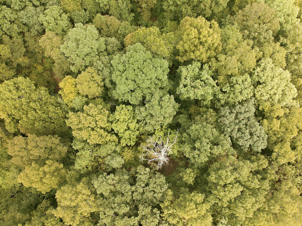 38-39 Hawkridge Road Murray, KY 42071 - Photo 3 of 13 DJI_20260910083331_0141_D