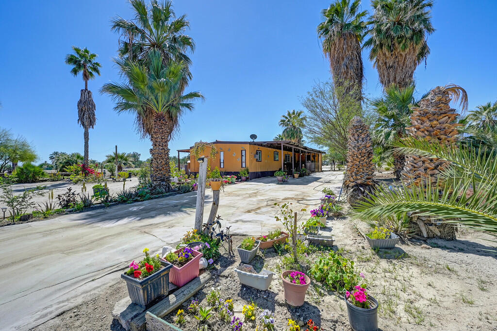 66350 Martinez Road Thermal, CA 92274 - Photo 49 of 68 a picture of plants