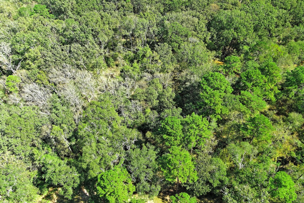 Tbd Bryan Lane Willis, TX 77378 - Photo 20 of 45