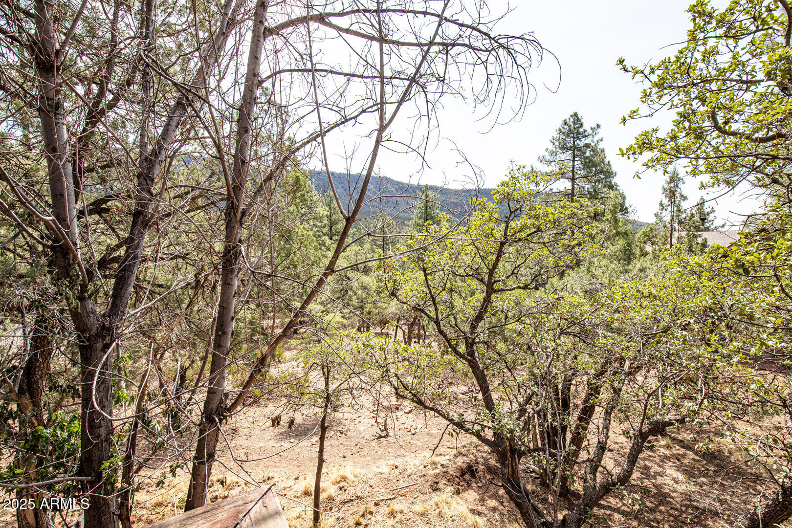 5115 Monte Vista Pine, AZ 85544 - Photo 35 of 35 a view of a yard with a tree