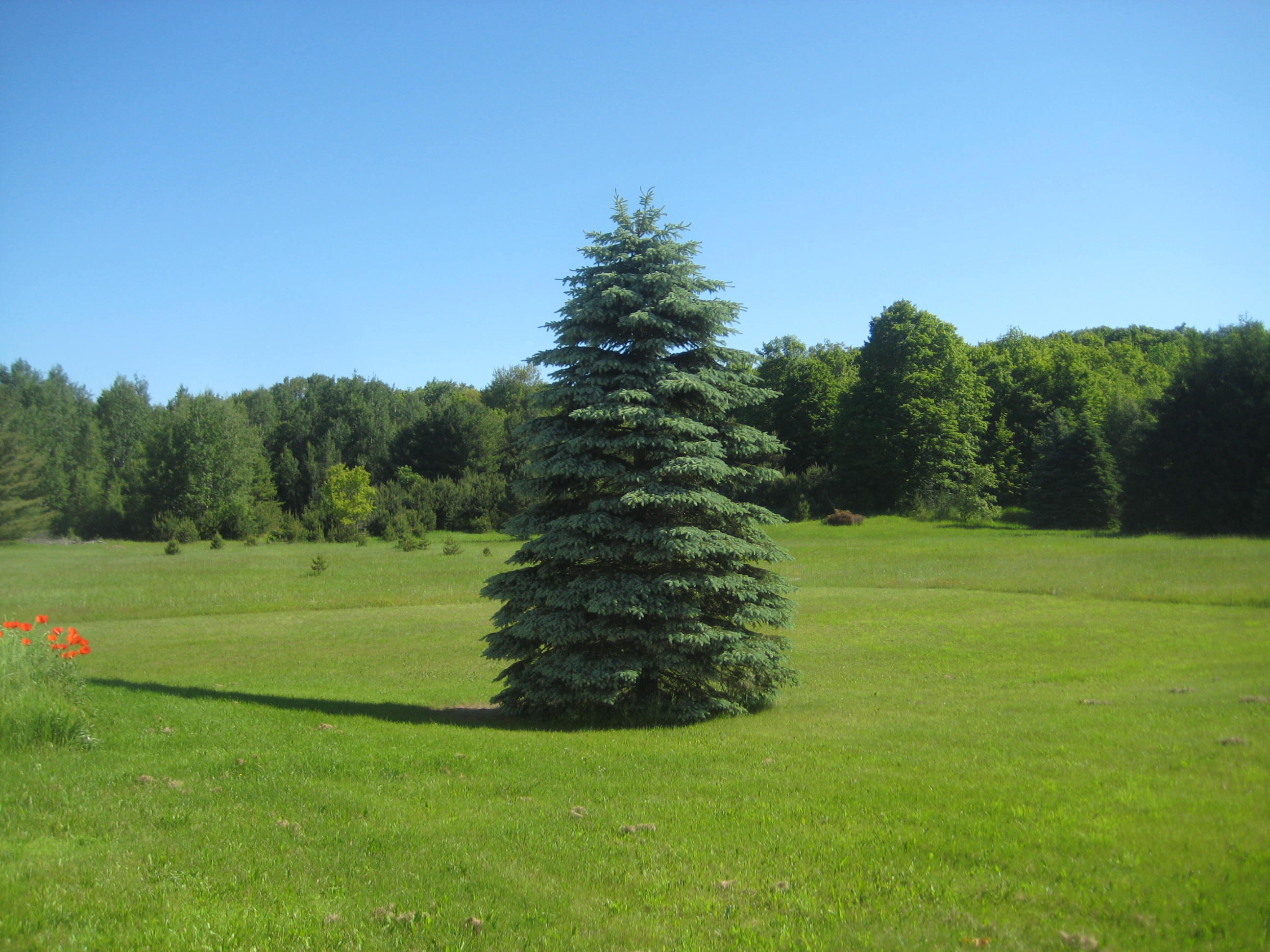 7632 Canby Road Levering, MI 49755 - Photo 9 of 25 Gallery Image 9