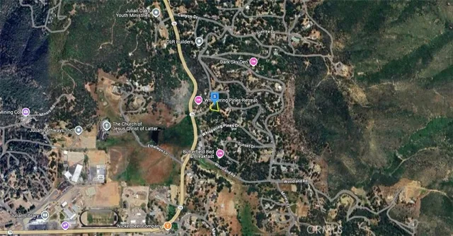 a view of a tree in a forest