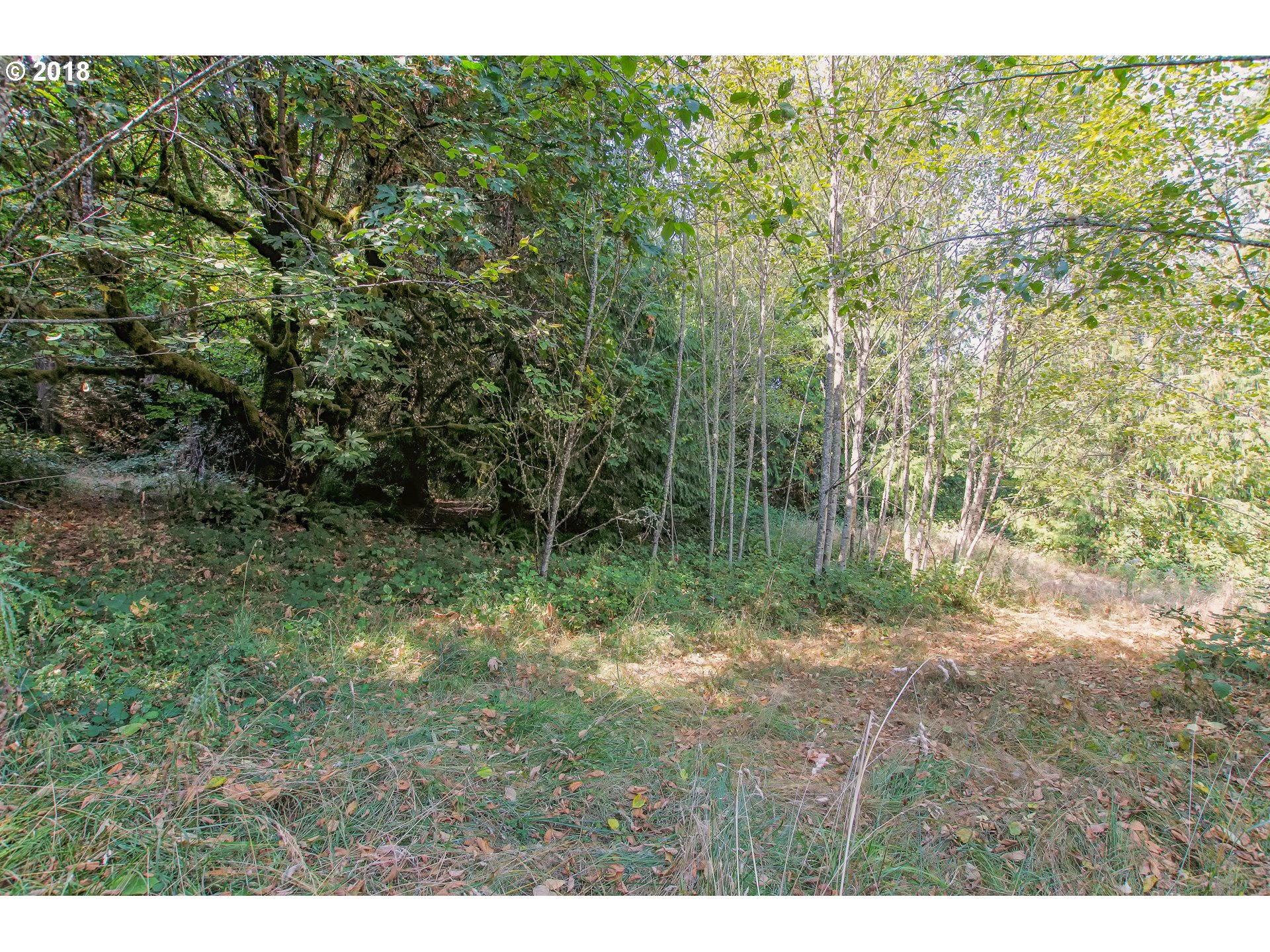19723 South Ferguson Road Oregon City, OR 97045 - Photo 21 of 23 a view of a yard with a tree