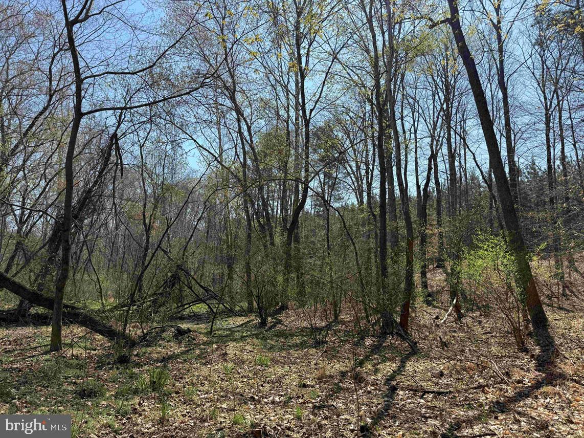 Dabney House Road Vernon Hill, VA 24597 - Photo 2 of 14 a view of a forest filled with trees