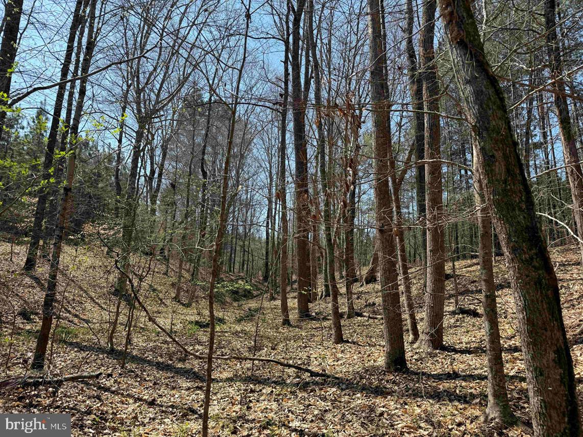 Dabney House Road Vernon Hill, VA 24597 - Photo 3 of 14 a view of a yard with trees