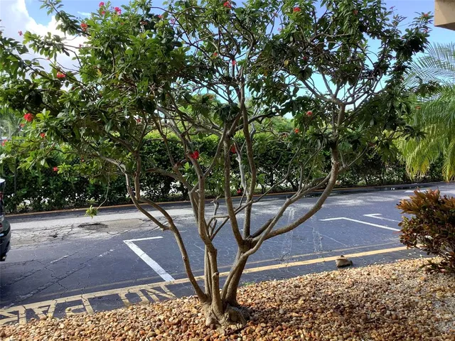 a view of backyard with large trees