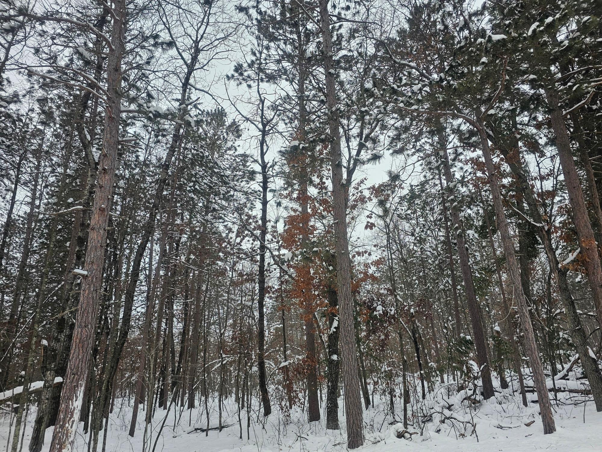 Lot 7 Long Lake Road Danbury, WI 54830 - Photo 9 of 10