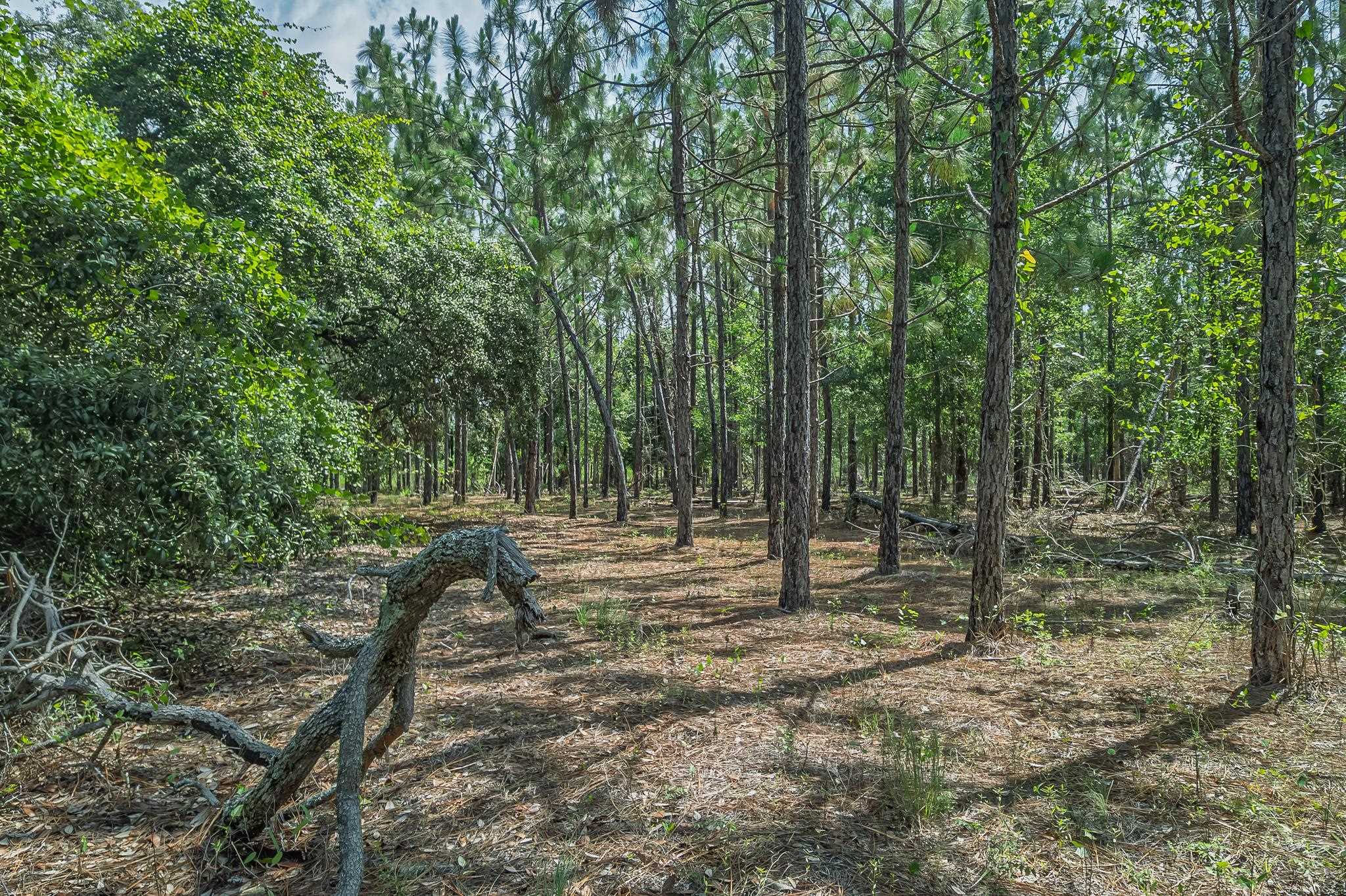 Xxx Northeast Hickory Grove Road Pinetta, FL 32350 - Photo 8 of 32