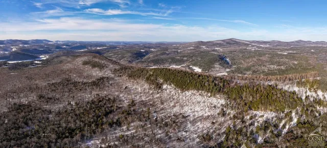 a view of a large tree in a city