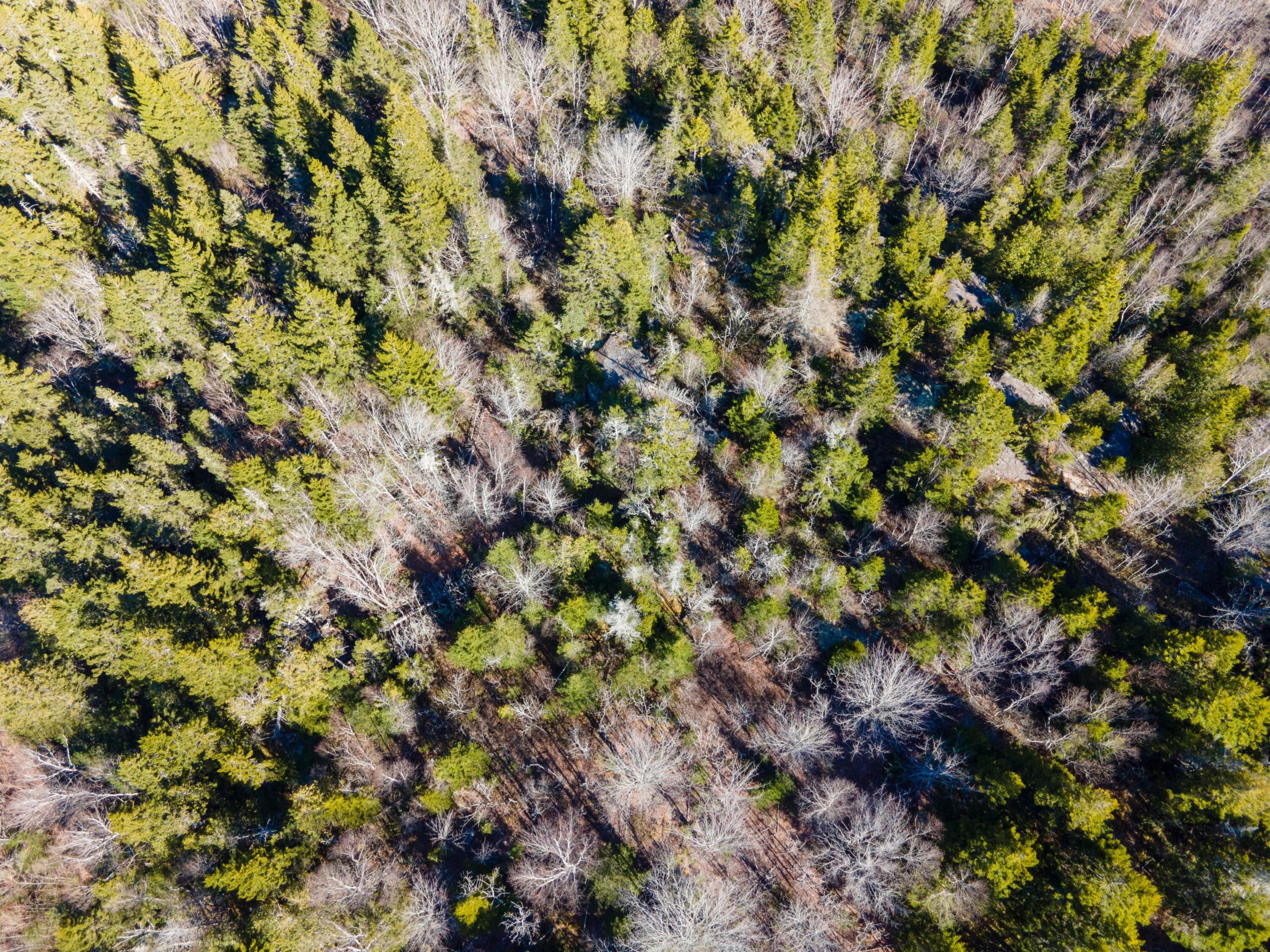 Lot 8 Lot Road Cutler, ME 04626 - Photo 4 of 11 DJI_0960