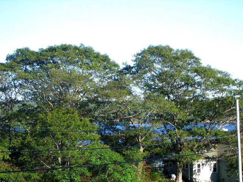 View. View from the Deck--Close-up