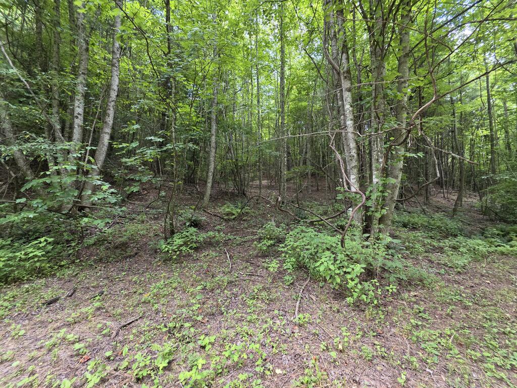 34.98 Hall Road Farner, TN 37333 - Photo 11 of 45 Gallery Image 11
