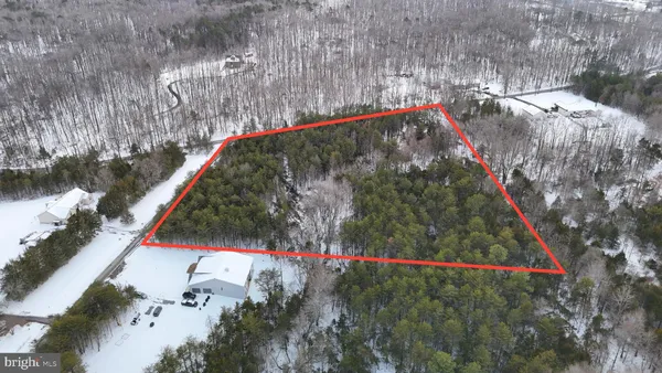 a view of a yard with plants and large trees