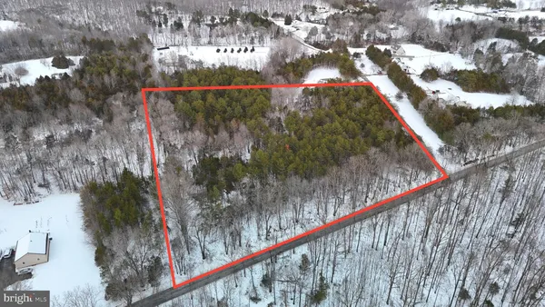 a close up of a tree