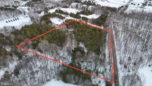 a view of a forest with lots of trees