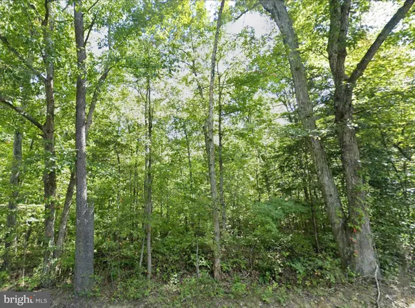 a view of a lush green forest