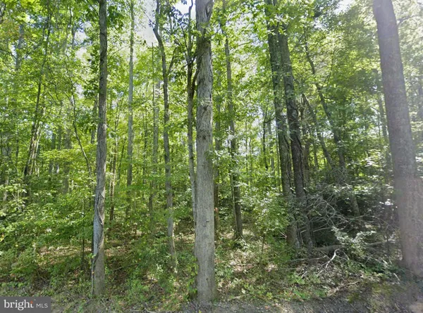 a view of a forest with a tree