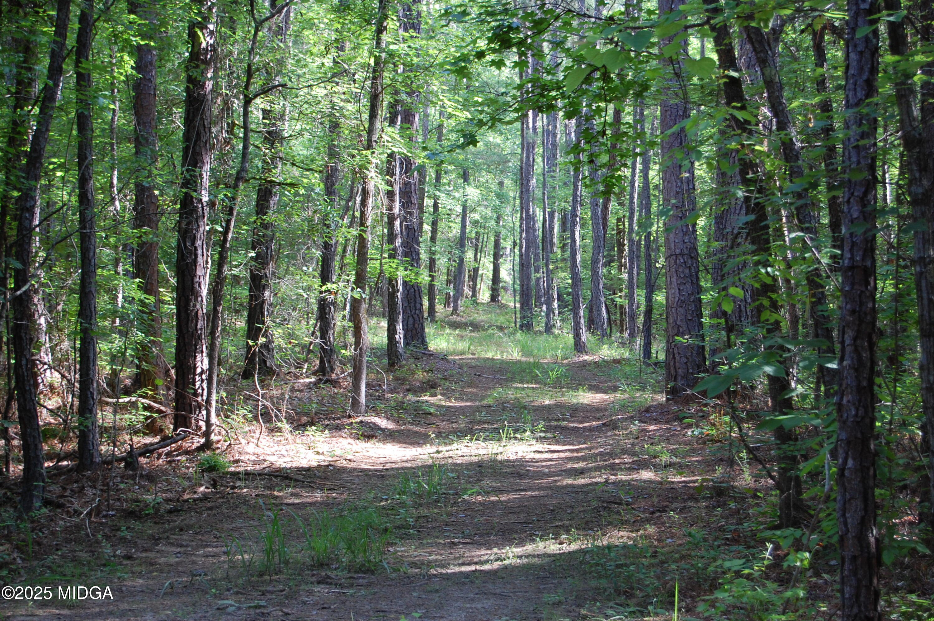 a view of a tree in the middle of a forest