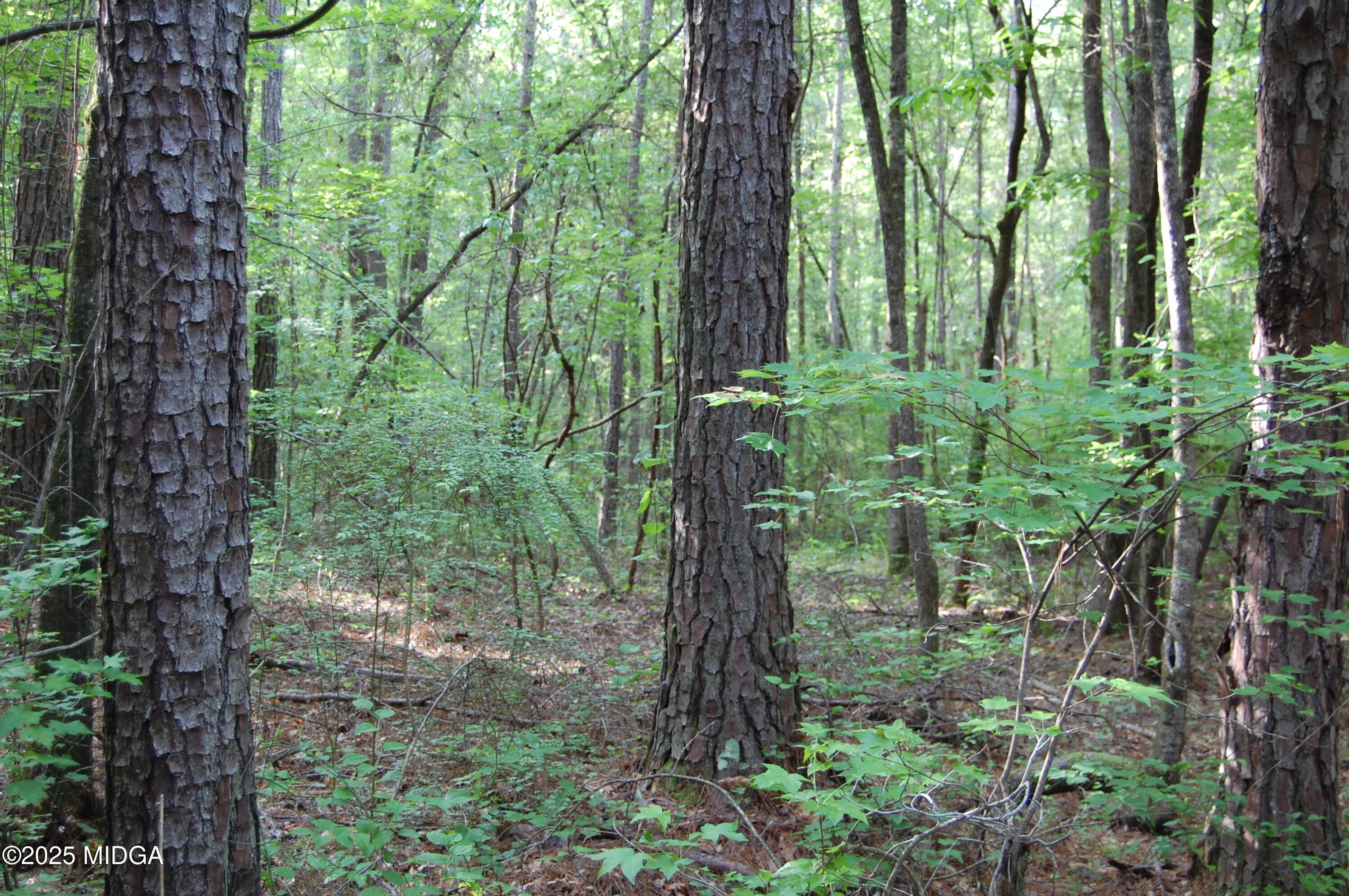 0 Hayes Farm Road Culloden, GA 31016 - Photo 12 of 33 a view of a forest with trees