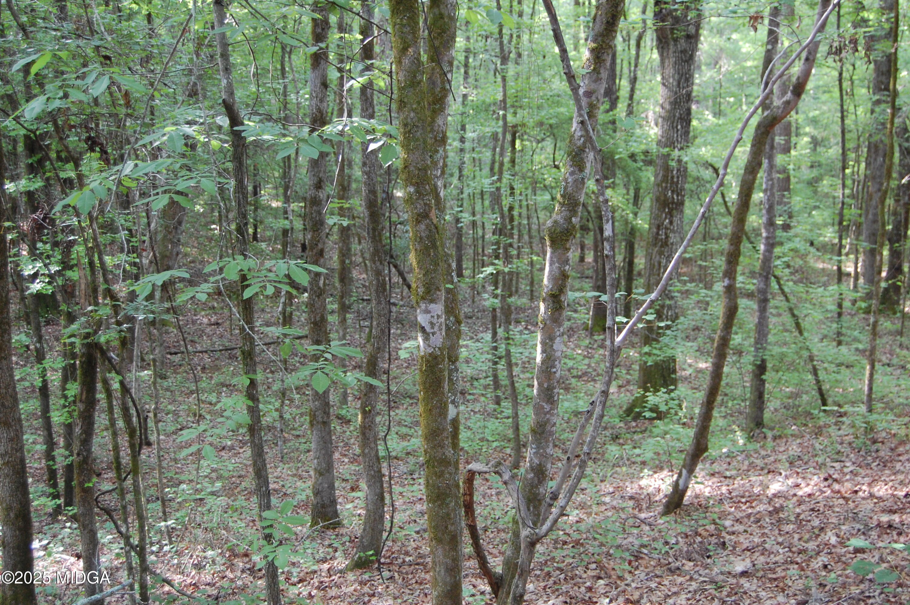 0 Hayes Farm Road Culloden, GA 31016 - Photo 13 of 33