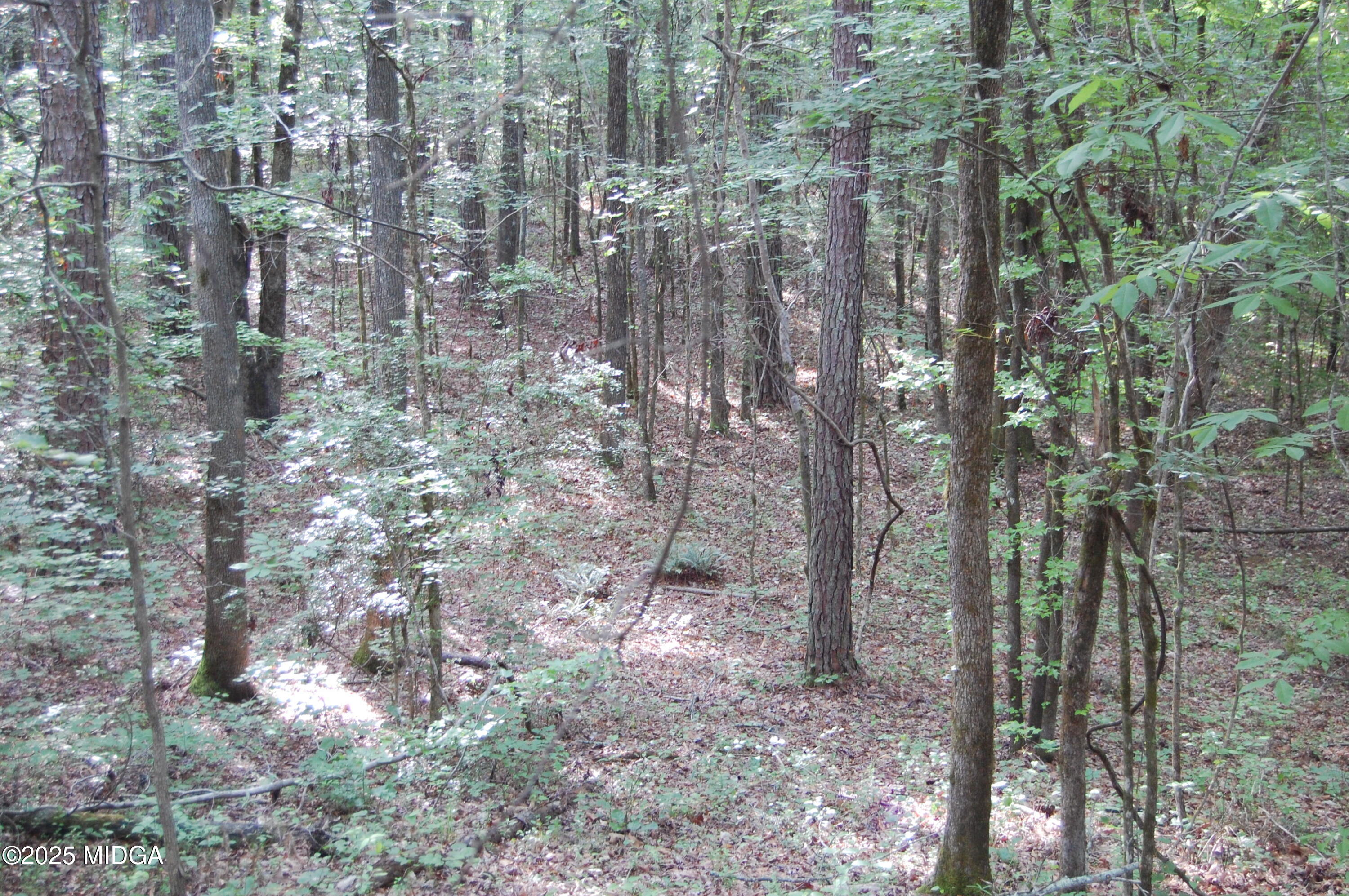 0 Hayes Farm Road Culloden, GA 31016 - Photo 14 of 33 a view of a forest with lots of trees