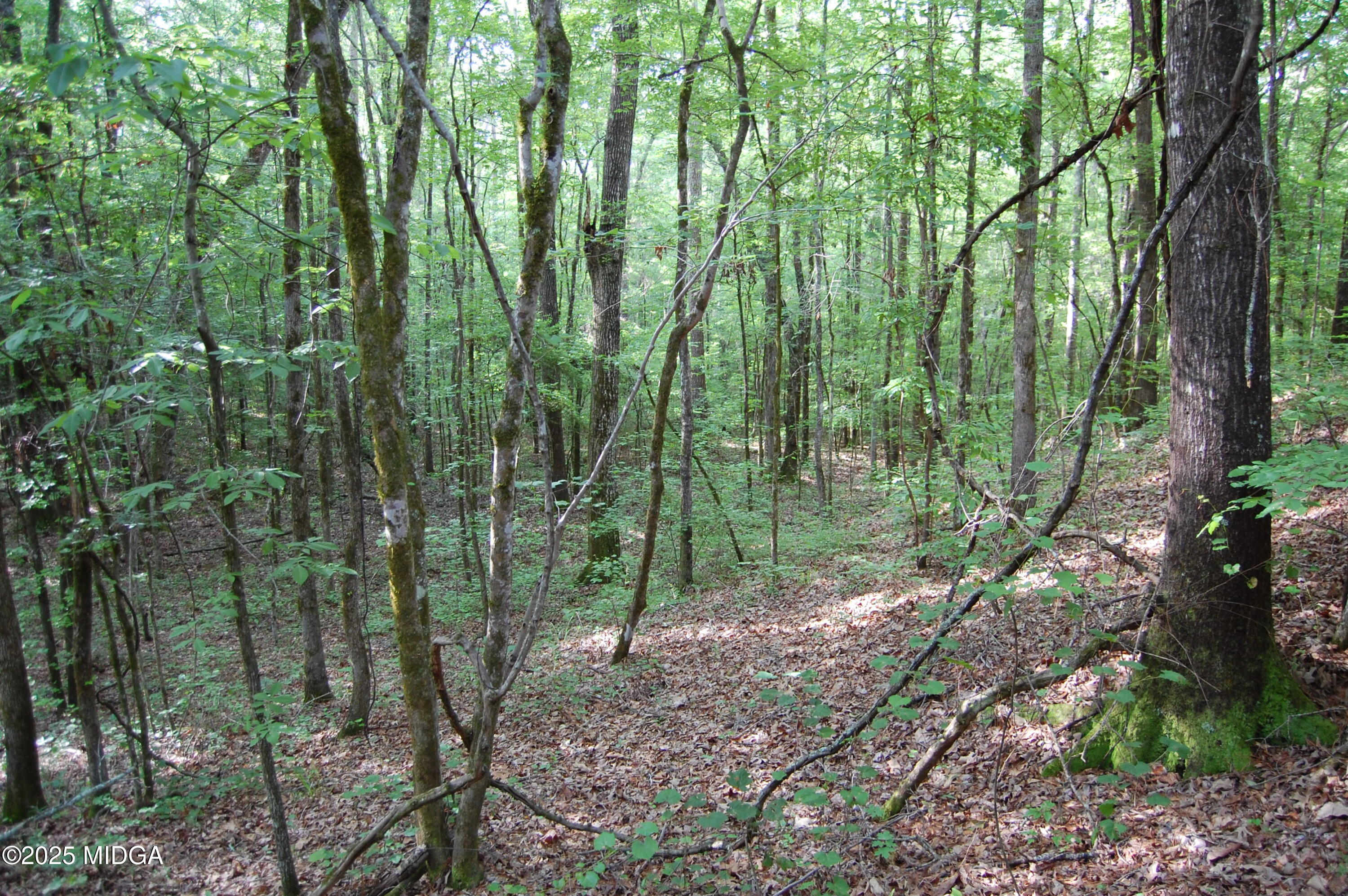 0 Hayes Farm Road Culloden, GA 31016 - Photo 15 of 33 a view of forest