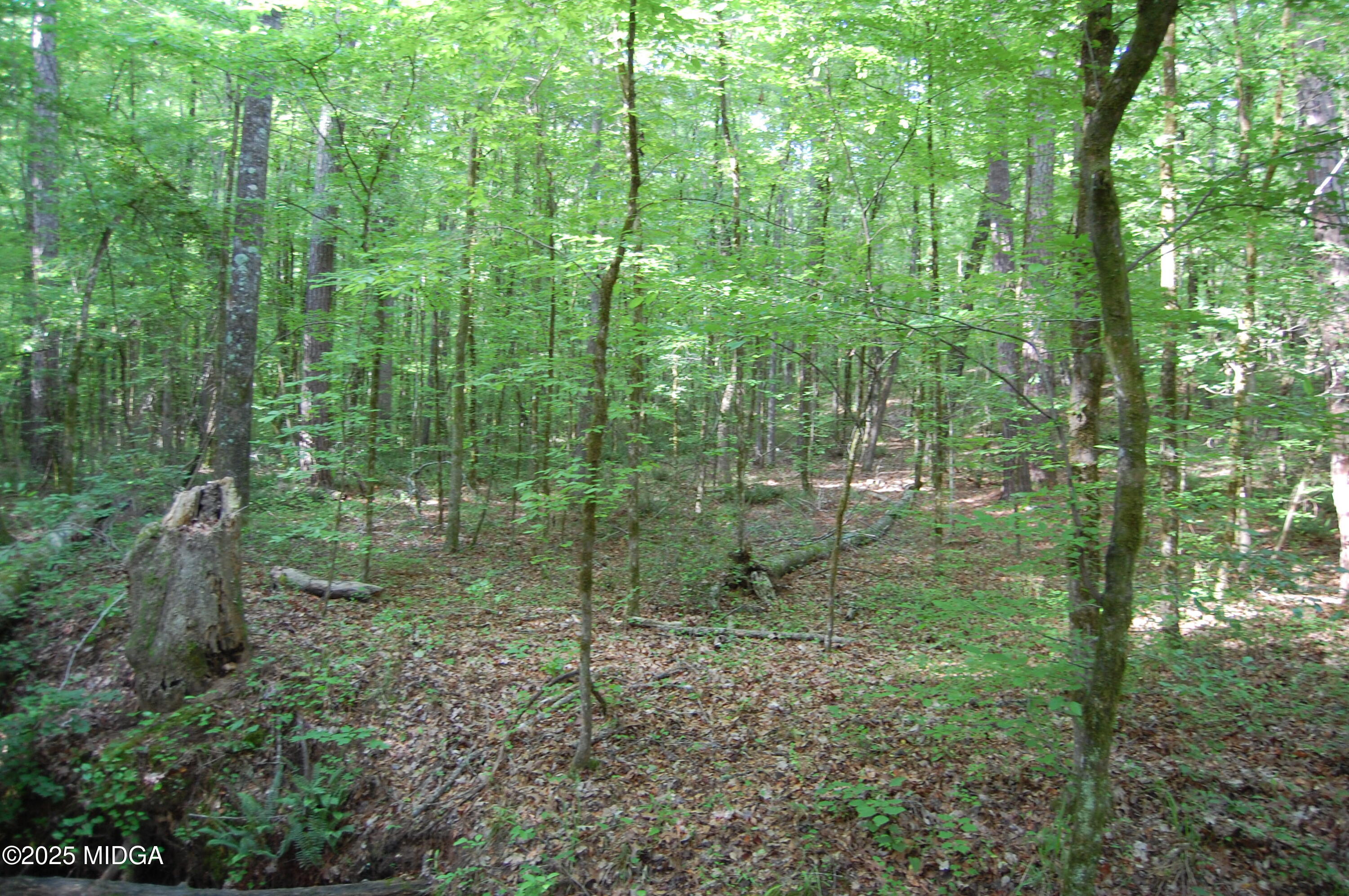 0 Hayes Farm Road Culloden, GA 31016 - Photo 20 of 33 a view of a forest