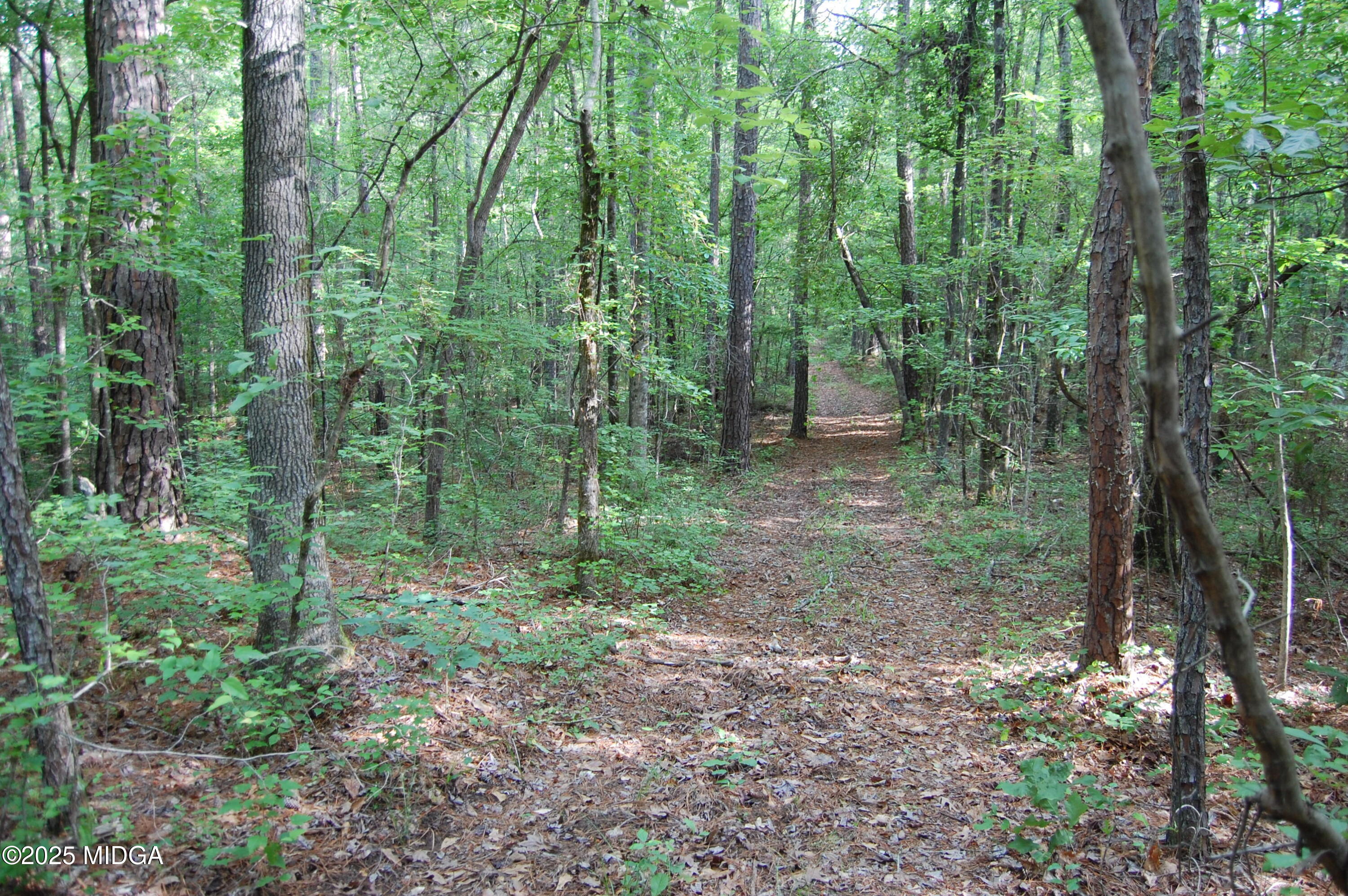 0 Hayes Farm Road Culloden, GA 31016 - Photo 25 of 33 a view of a forest that has large trees
