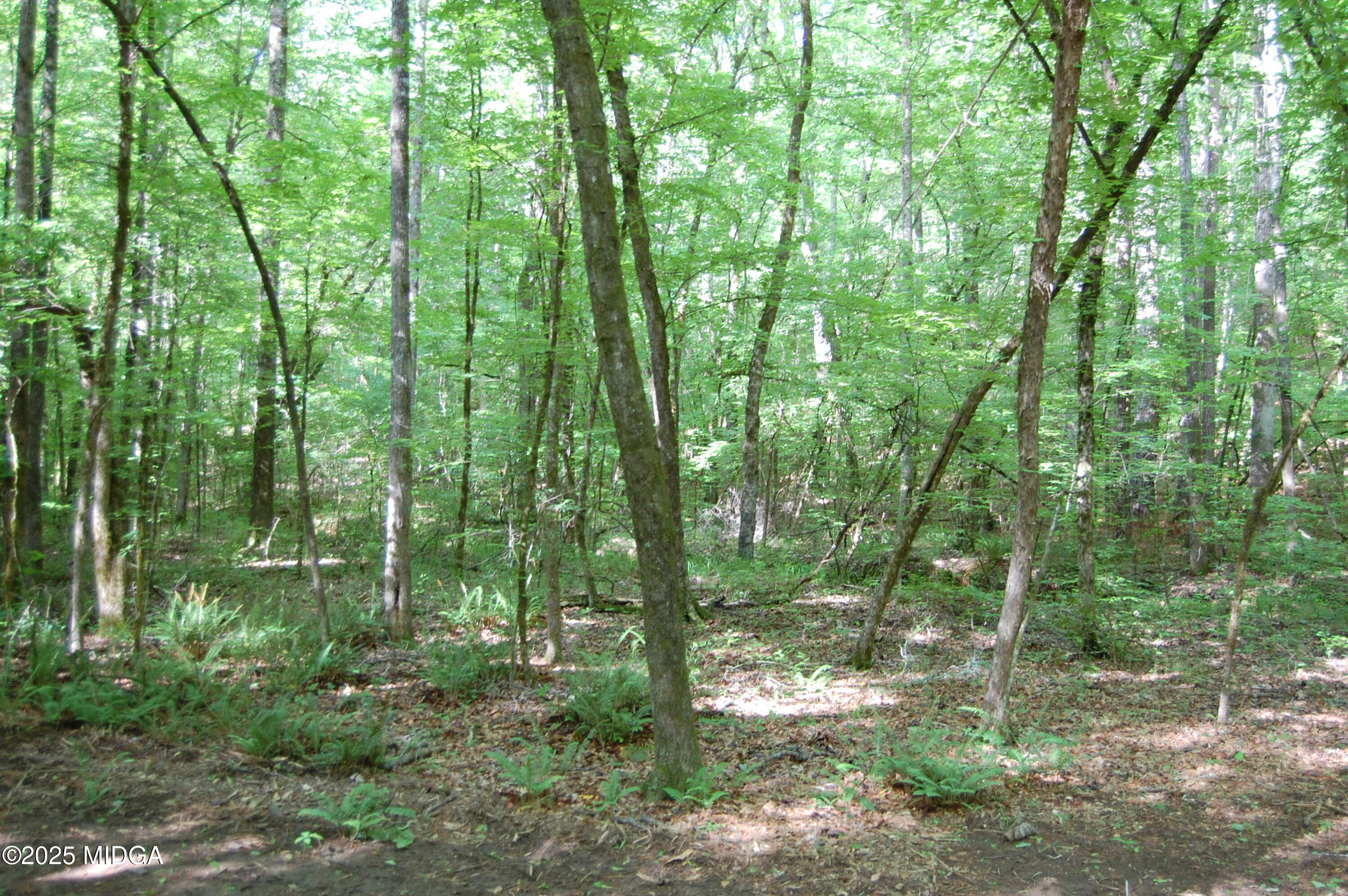 0 Hayes Farm Road Culloden, GA 31016 - Photo 28 of 33 a view of forest
