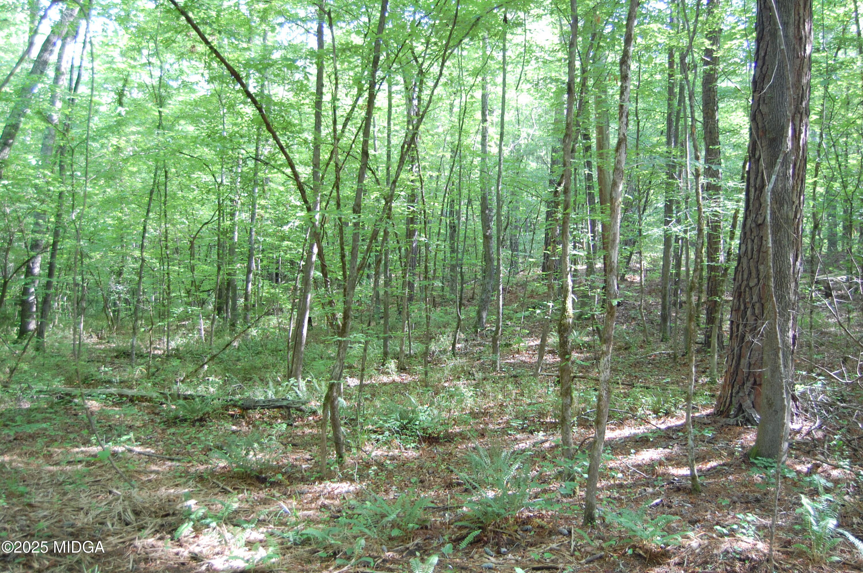 0 Hayes Farm Road Culloden, GA 31016 - Photo 29 of 33 a view of forest