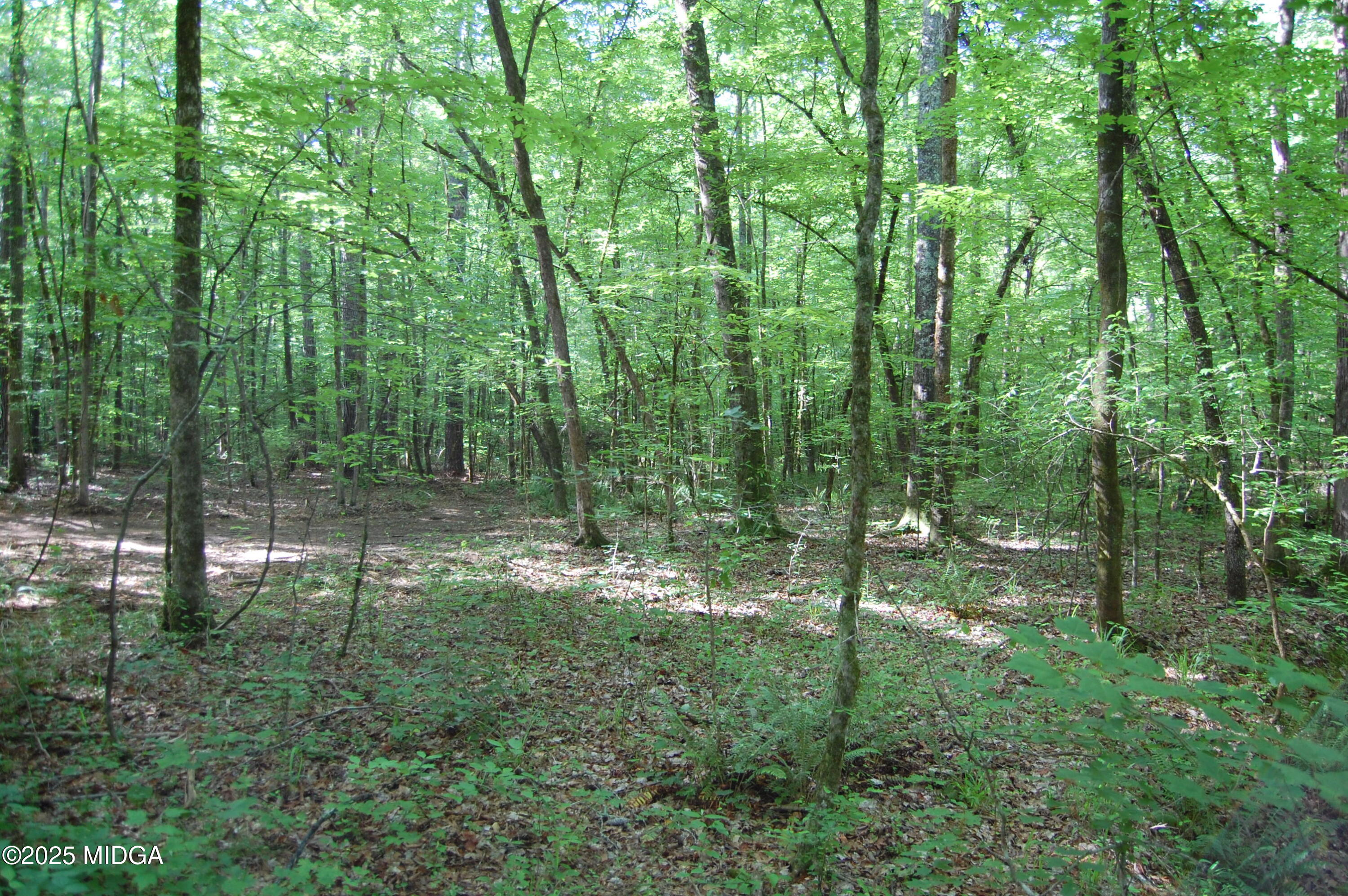 0 Hayes Farm Road Culloden, GA 31016 - Photo 31 of 33 a view of forest