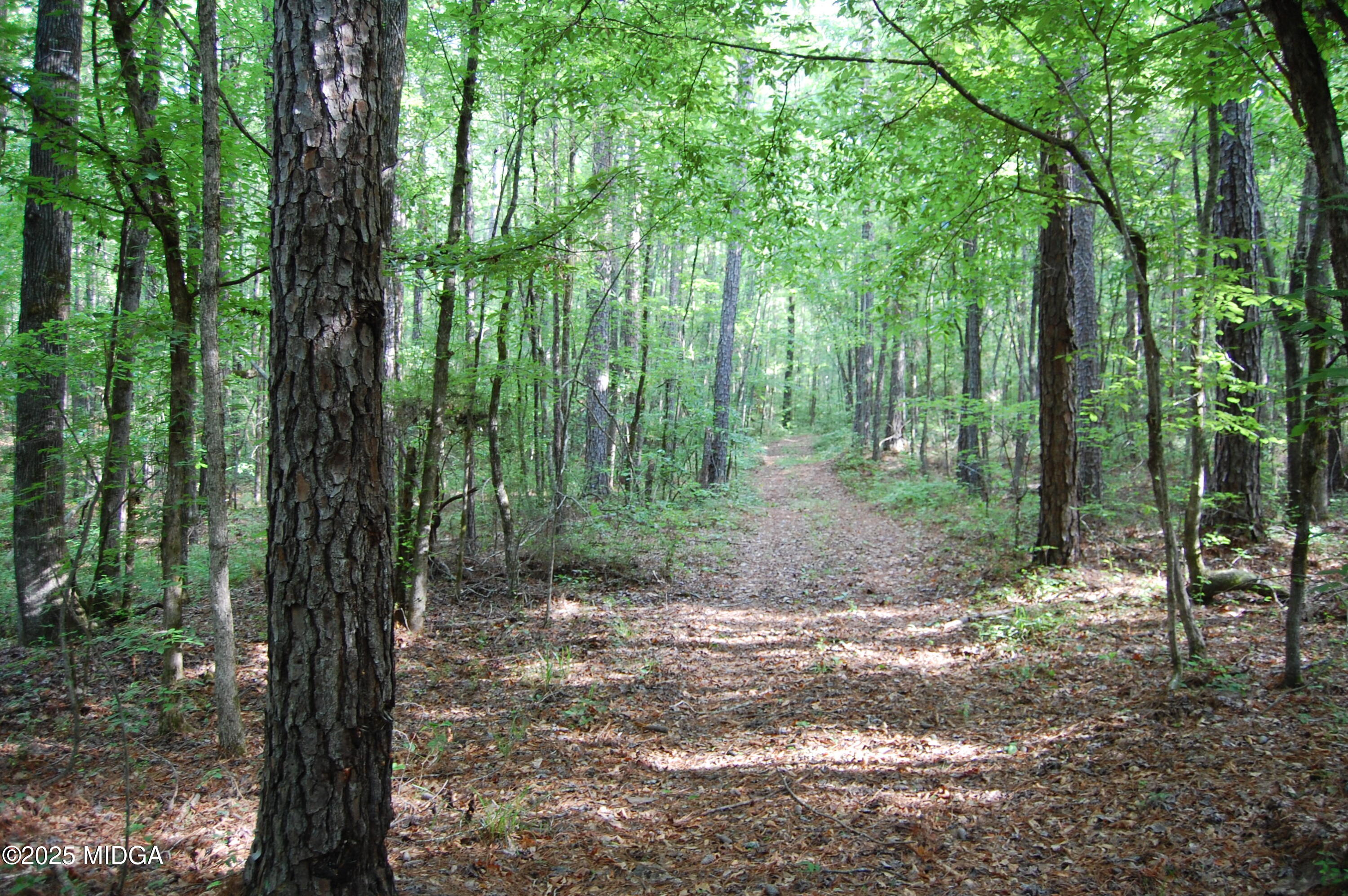 0 Hayes Farm Road Culloden, GA 31016 - Photo 5 of 33 a view of a forest filled with trees