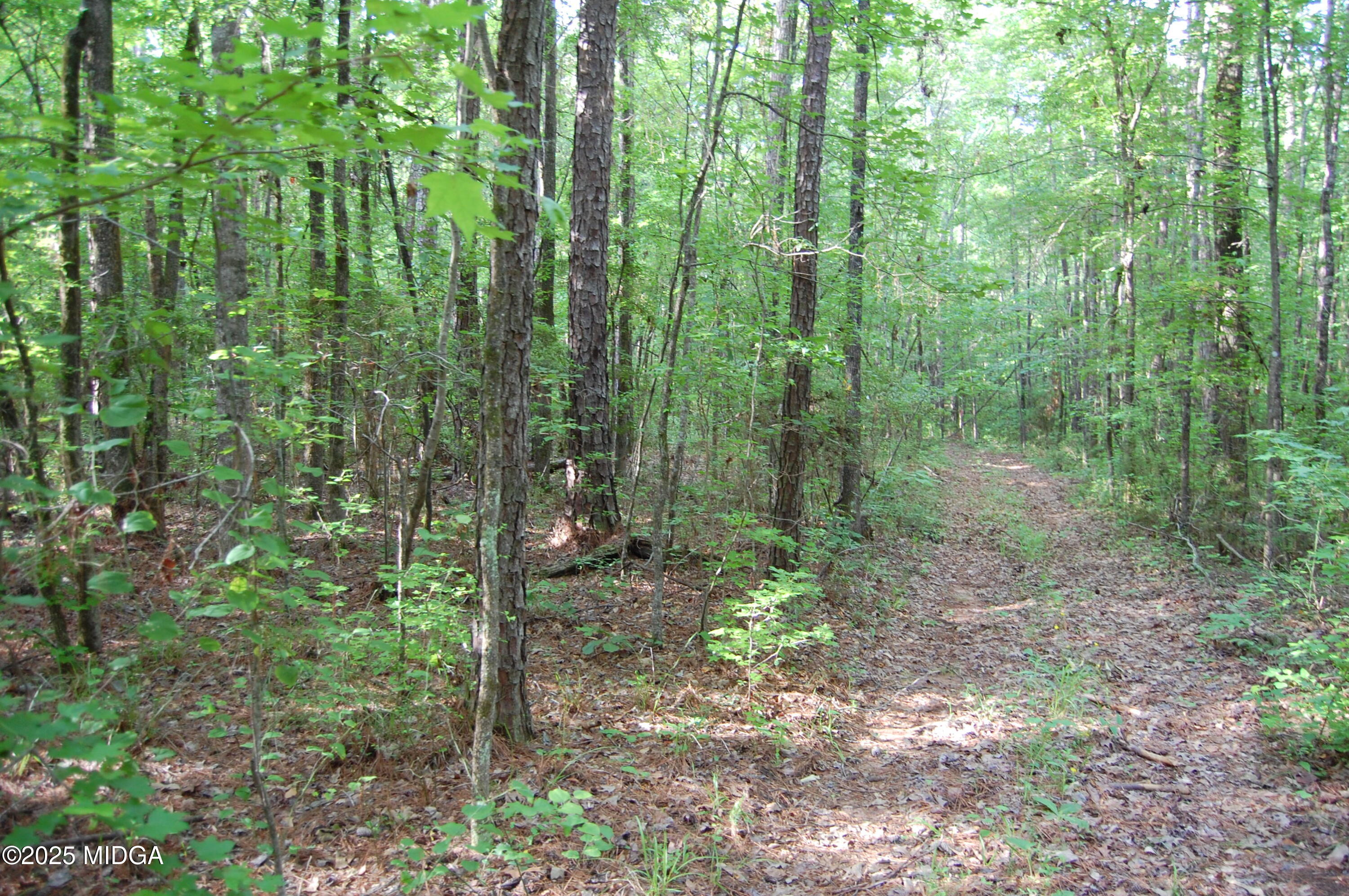 0 Hayes Farm Road Culloden, GA 31016 - Photo 6 of 33 a view of a forest that has large trees