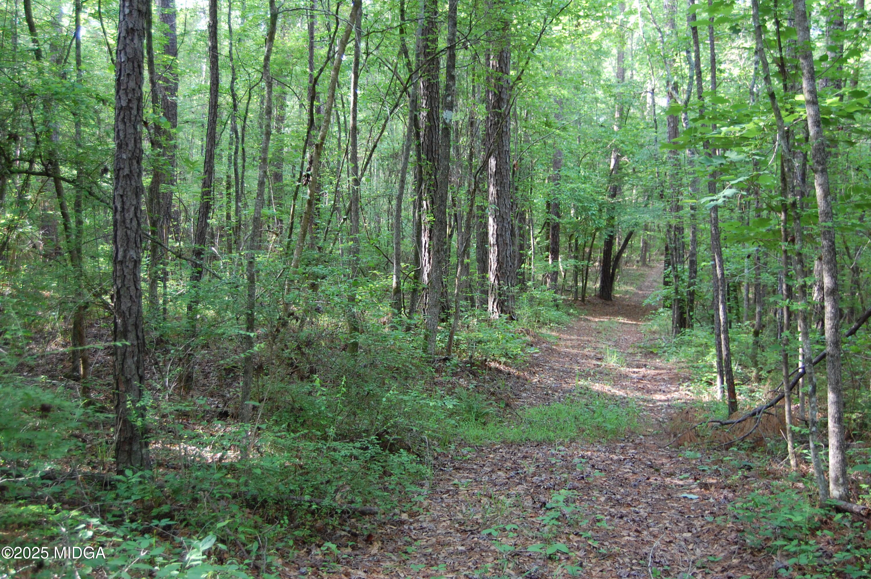 0 Hayes Farm Road Culloden, GA 31016 - Photo 7 of 33 a view of a forest that has large trees